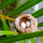 Deux œufs blancs lovés dans un minuscule berceau de fibres