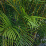 Nid vu de plus loin, perdu dans le fouillis de palmes