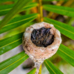 Les oisillons remplissent désormais la coupe.