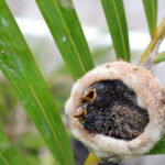 Deux becs minuscules percent l’ombre du nid