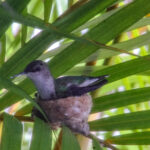 La mère, trophée vert-émeraude, posée sur le nid